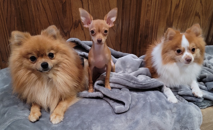 Champy, Gidget and Snowy on bath day